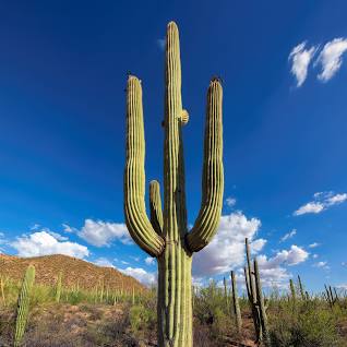 Early 20th Century Artists: Drawn By A Desert Icon